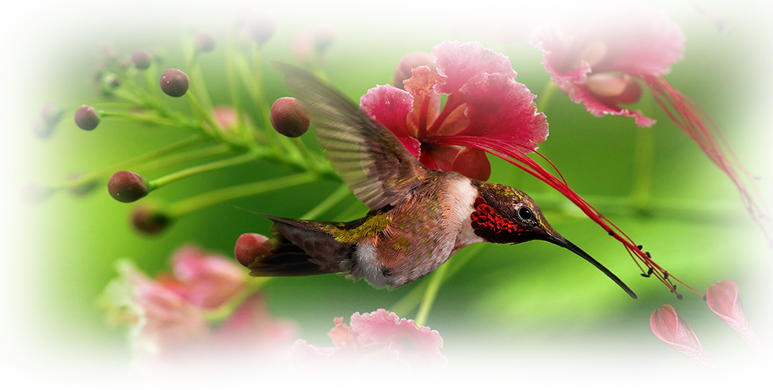 Exuberante bosque nuboso que rodea el Hotel Bell Bird en Monteverde