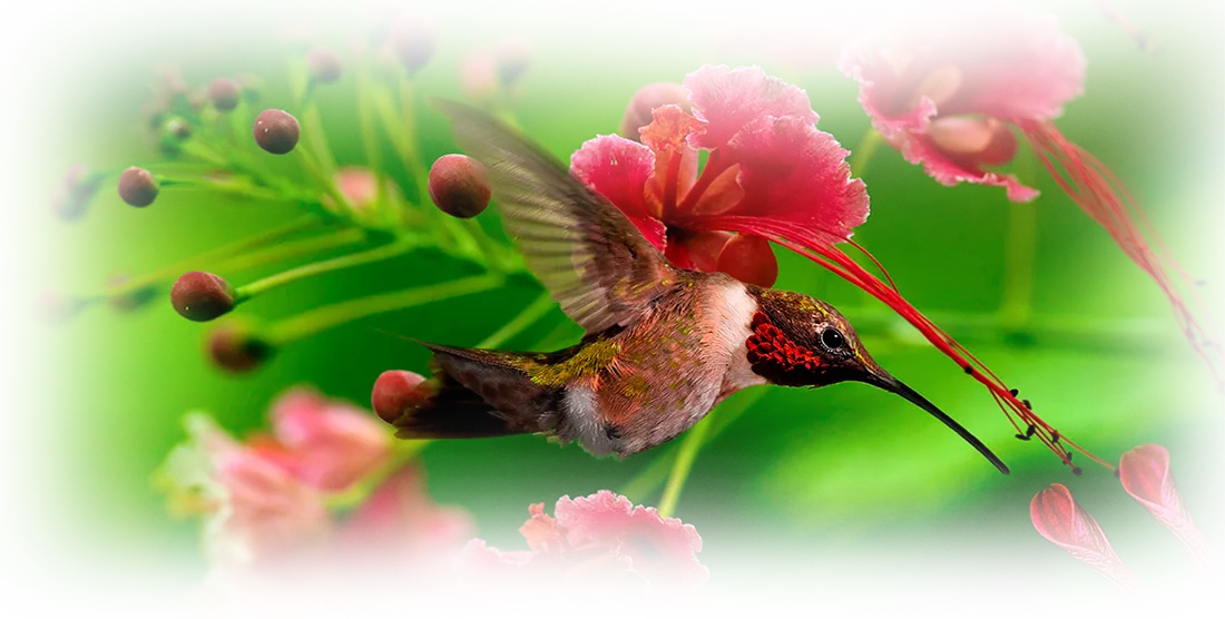 Hotel Bell Bird surrounded by cloud forest
