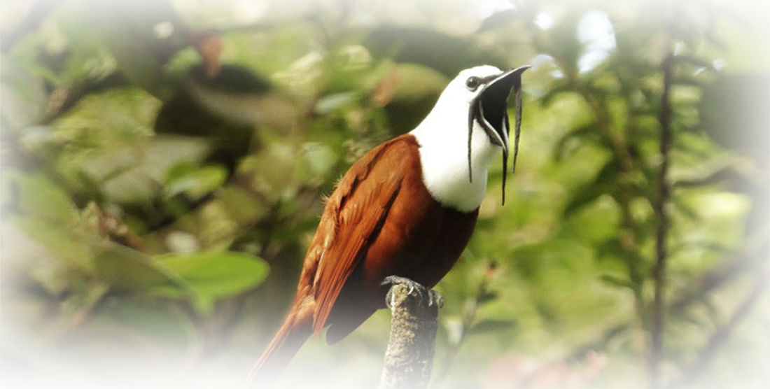 Habitaciones confortables en Hotel Bell Bird