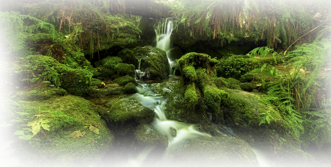 Jardin y entorno natural del Hotel Bell Bird